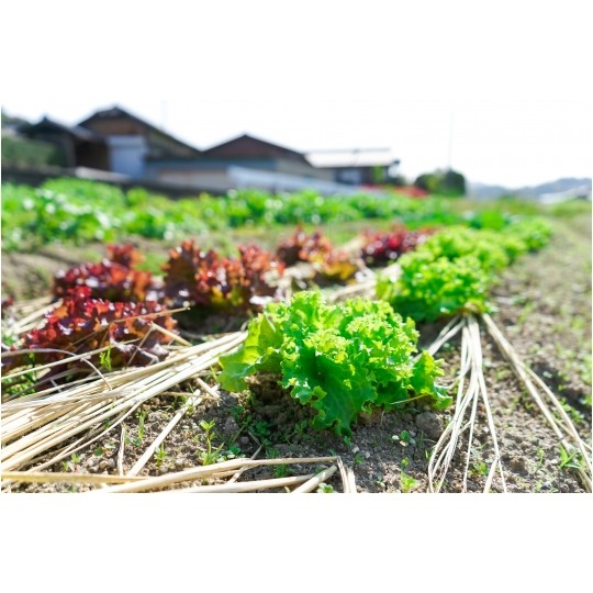 Opryskiwacz ogrodowy ręczny ciśnieniowy 1L Kraft&Dele KD2010