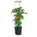 Doniczka do uprawy pomidorów 28L antracytowa Tomato Grower śred. 392mm Prosperplast