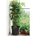 Doniczka do uprawy pomidorów 28L antracytowa Tomato Grower śred. 392mm Prosperplast